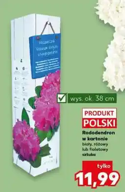 Kaufland Rododendron w kartonie oferta