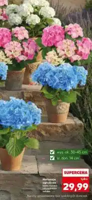Kaufland Hortensja ogrodowa oferta
