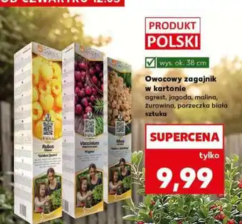 Kaufland Owocowy zagajnik w kartonie oferta