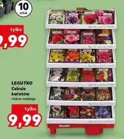 Kaufland LEGUTKO Cebule kwiatów oferta