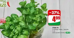 Dino Zioła XL oferta