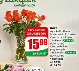 Dino Róże oferta