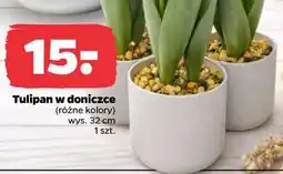 Netto Tulipan w doniczce (różne kolory) wys. 32 cm oferta