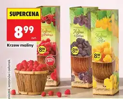 Biedronka Krzew maliny oferta