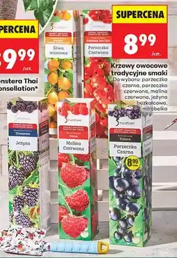 Biedronka Krzewy owocowe tradycyjne smaki śliwa wiśniowa oferta