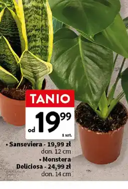 Intermarche Sanseviera / Monstera oferta
