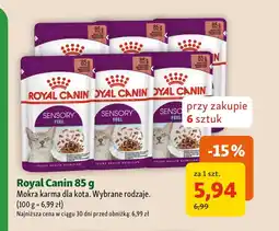 Maxi Zoo Mokra karma dla kota Royal Canin oferta