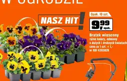 OBI Bratek Hit oferta