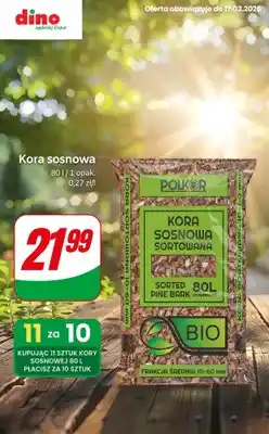 Dino Kora sosnowa sortowana oferta