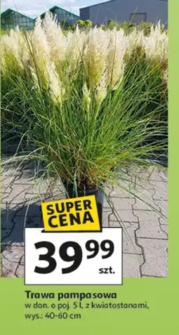 Auchan Trawa oferta