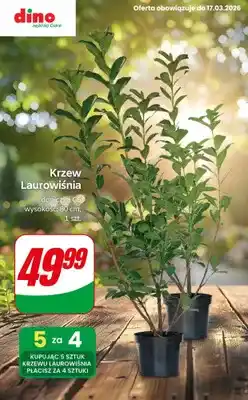 Dino Krzew Laurowiśnia, 80 cm oferta