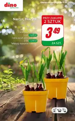 Dino Hiacynt w doniczce, 5 cm oferta