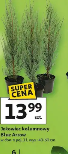 Auchan Jałowiec Blue oferta
