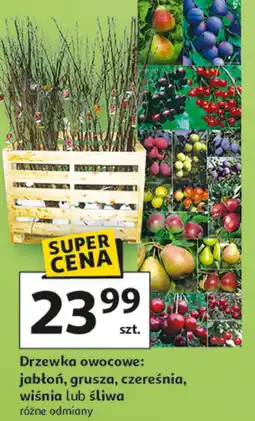 Auchan Drzewko owocowe oferta