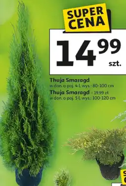 Auchan Thuja oferta