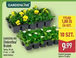 ALDI Stokrotka / Bratek Bratki oferta
