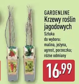 ALDI Krzewy roślin jagodowych oferta