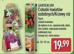 ALDI Cebulki kwiatów ozdobnych/Krzewy róż oferta