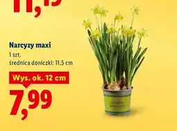 Lidl Narcyzy maxi oferta