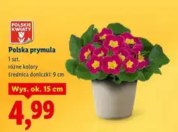 Lidl Polska prymula oferta