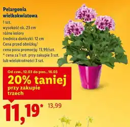 Lidl Pelargonia wielkokwiatowa oferta
