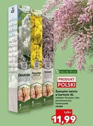 Żywopłot świata w kartonie XL żylistek, forsycja, róża pomarszczona, tamaryszek sztuka