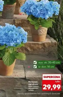 Kaufland Hortensja ogrodowa biała, różowa lub niebieska oferta