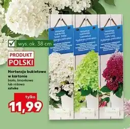 Kaufland Hortensja bukietowa w kartonie biała, limonkowa lub różowa sztuka oferta