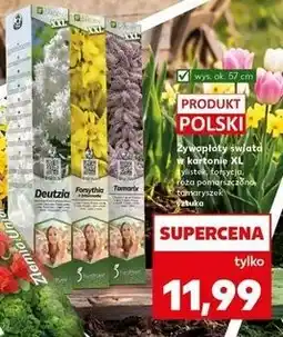 Kaufland Żywopłoty świata w kartonie XL żylistek, forsycja, róża pomarszczona, tamaryszek oferta