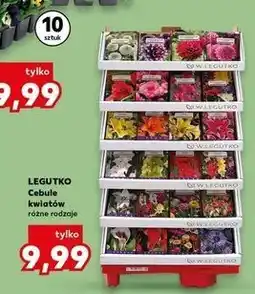 Kaufland Cebule kwiatów różne rodzaje oferta