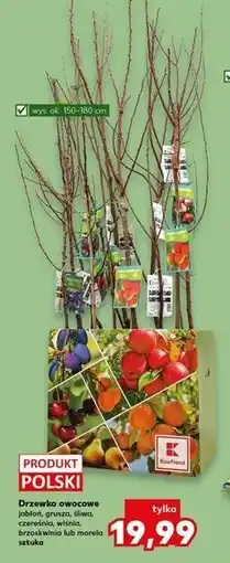 Kaufland Drzewko owocowe jabłoń, grusza, śliwa, czereśnia, wiśnia, brzoskwinia lub morela sztuka oferta