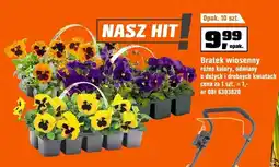 OBI Bratek wiosenny różne kolory, odmiany o dużych i drobnych kwiatach cena za 1 szt oferta