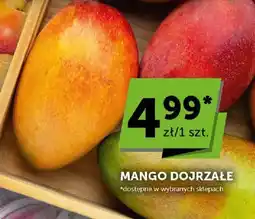 ABC Mango dojrzałe oferta