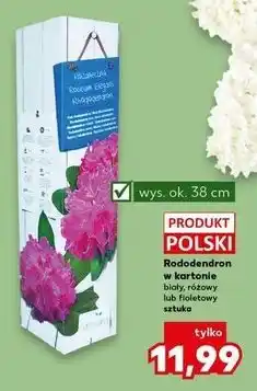 Kaufland Rododendron w kartonie biały, różowy lub fioletowy sztuka oferta