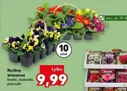 Kaufland Rośliny wiosenne bratki, stokrotki, prymulki oferta