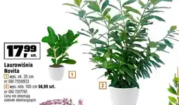 OBI Laurowiśnia Novita wys. ok. 35 cm oferta
