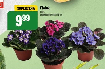 Fiołek 1 SZT