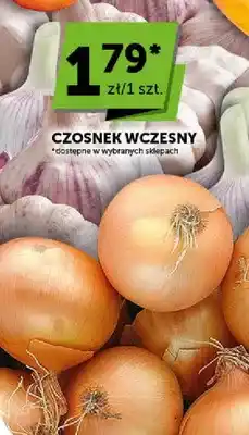 Czosnek wczesny