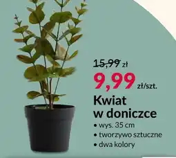 Agata Meble Kwiat oferta