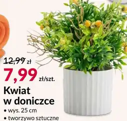 Agata Meble Kwiat oferta