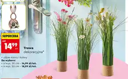 Biedronka Trawa dekoracyjna oferta