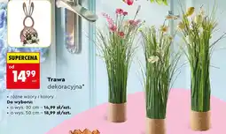 Biedronka Trawa dekoracyjna 50 cm oferta