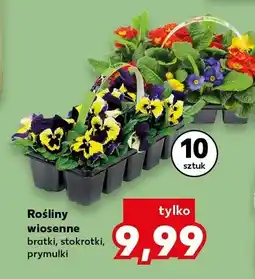 Kaufland Rośliny wiosenne bratki, stokrotki, prymulki 10 szt oferta