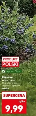 Kaufland Borówka w kartonie oferta