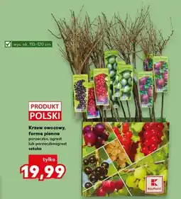Kaufland Krzew owocowy forma pienna porzeczka, agrest lub porzeczkoagrest oferta