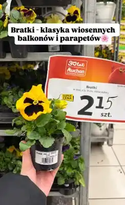 Auchan Bratki w doniczce o śr. 9 cm, różne kolory oferta