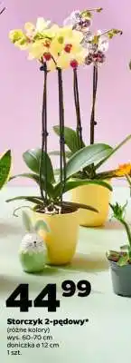 Netto Storczyk 2-pędowy oferta