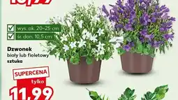 Kaufland Dzwonek biały lub fioletowy oferta