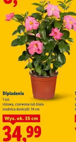 Lidl Dipladenia oferta