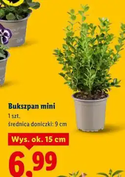 Lidl Bukszpan mini oferta